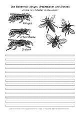 AB-Das-Bienenvolk.pdf